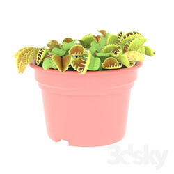Indoor - houseplant Dionaea _Venus flytrap_ 