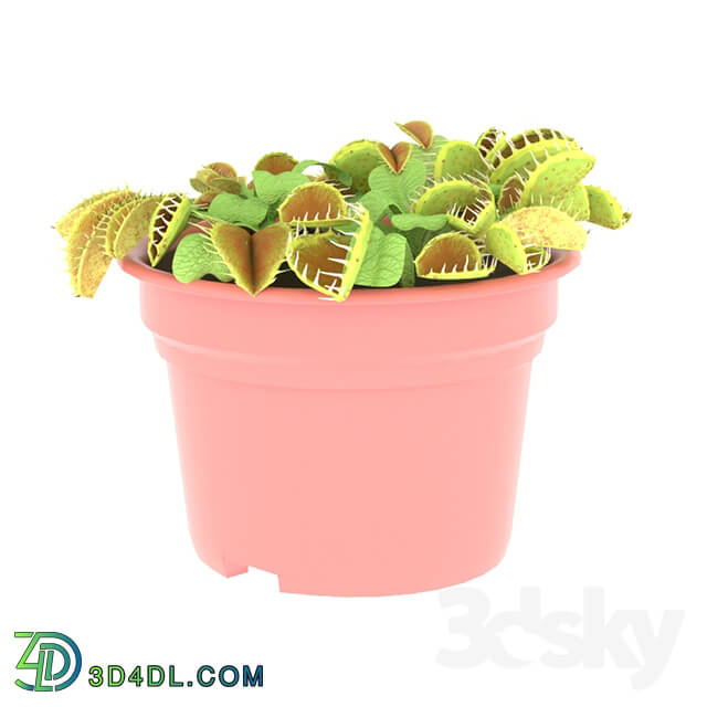 Indoor - houseplant Dionaea _Venus flytrap_