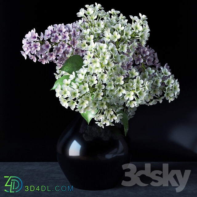 Plant - Lilac