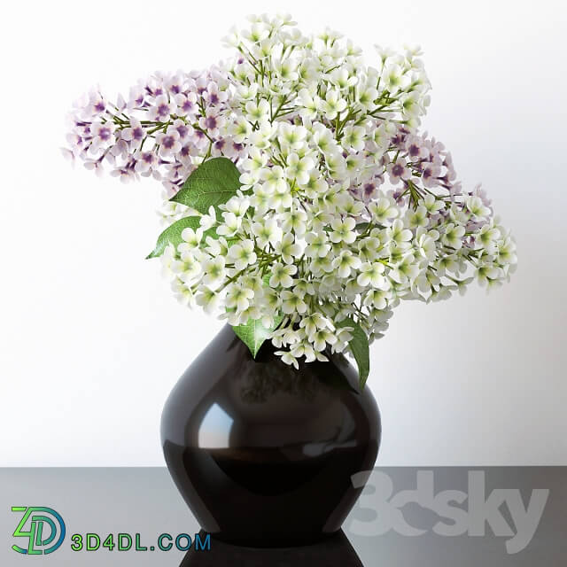 Plant - Lilac