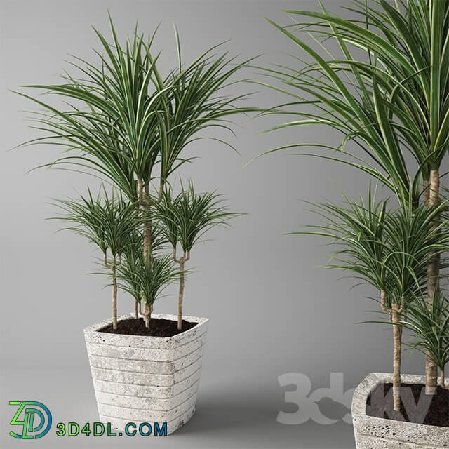 Plant - Dracaena marginata _ Dracaena