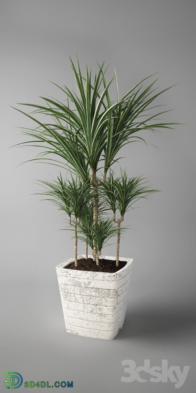 Plant - Dracaena marginata _ Dracaena