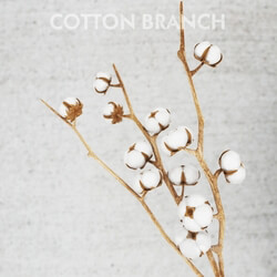 Plant - cotton threads 