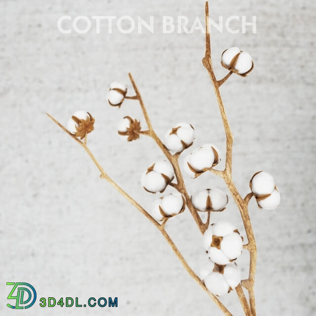 Plant - cotton threads