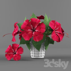 Plant - Flowers vase and Hibiscus 