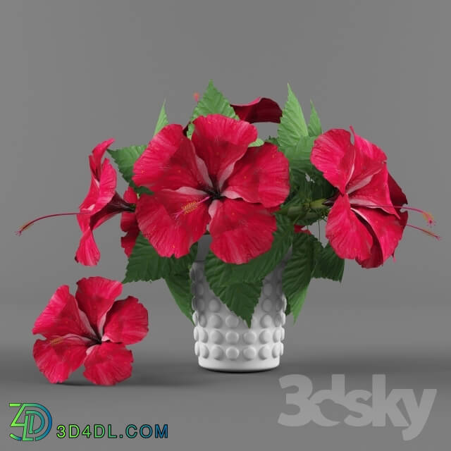 Plant - Flowers vase and Hibiscus