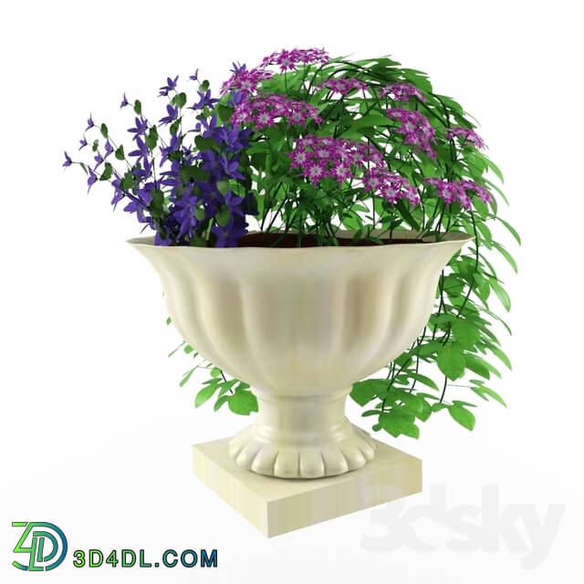 Plant - campanula_ phlox and ipomoea