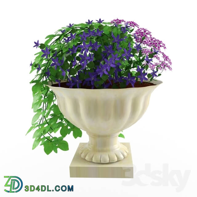 Plant - campanula_ phlox and ipomoea