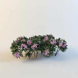 Plant - Daphne susannae _ Lawrence Crocker _ 