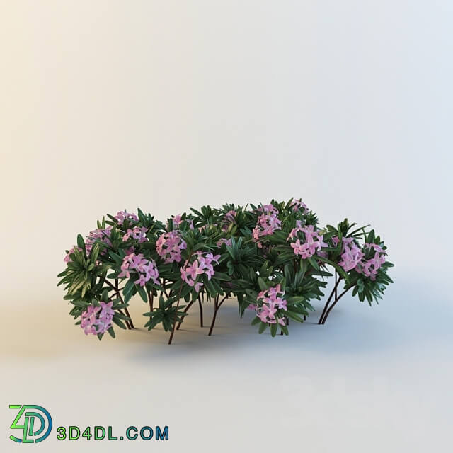 Plant - Daphne susannae _ Lawrence Crocker _