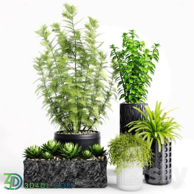 Plant - Plants and Planters _ 5