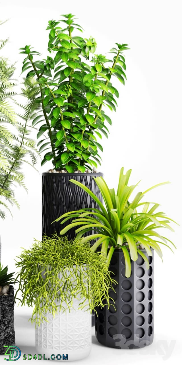 Plant - Plants and Planters _ 5