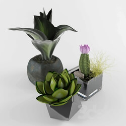 Plant - Modern flower decoration 