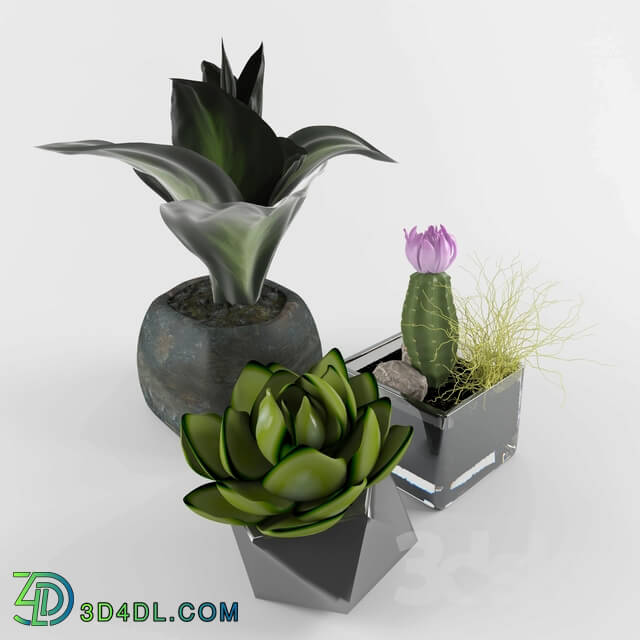 Plant - Modern flower decoration