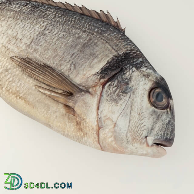 Food and drinks - Raw Sea Bream Fish
