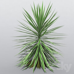 Plant - Yucca aloifolia Variegata 