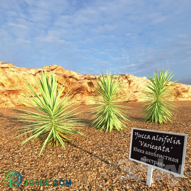 Plant - Yucca aloifolia Variegata