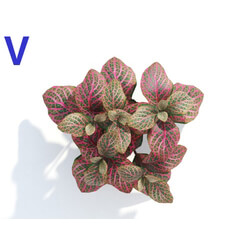 Maxtree-Plants Vol04 Fittonia verschaffeltii 05 