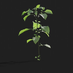 Maxtree-Plants Vol21 Solanum nigrum 01 07 