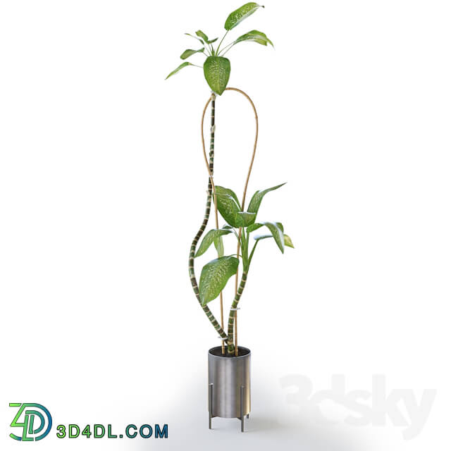 Plant - Dieffenbachia Green