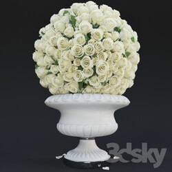Plant - White Roses 