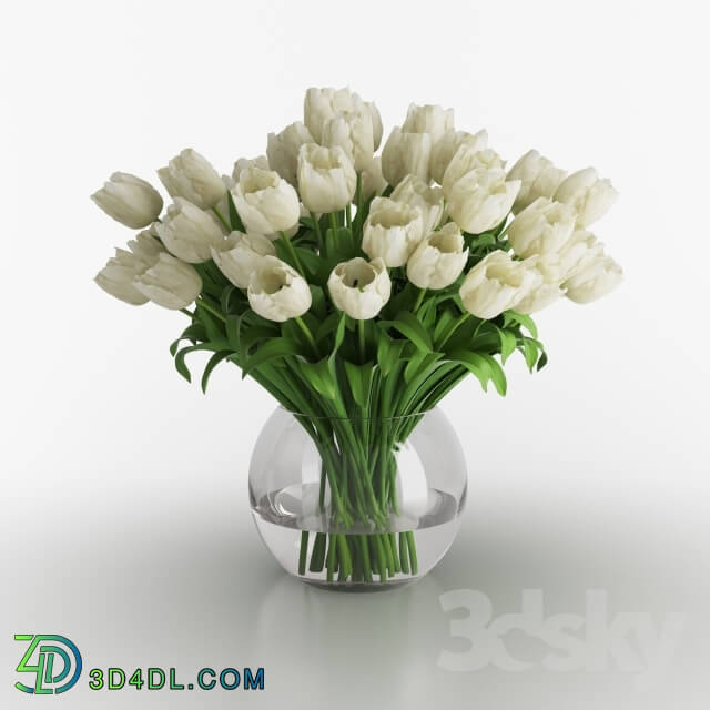 Plant - White tulips in a vase