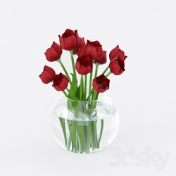 Plant - Tulips in a vase 