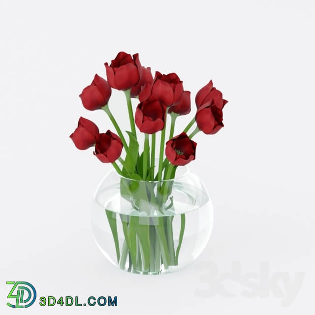 Plant - Tulips in a vase