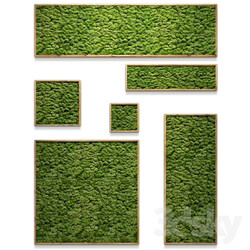 Plant - Framed moss 