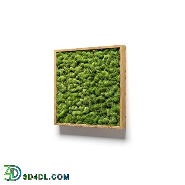 Plant - Framed moss