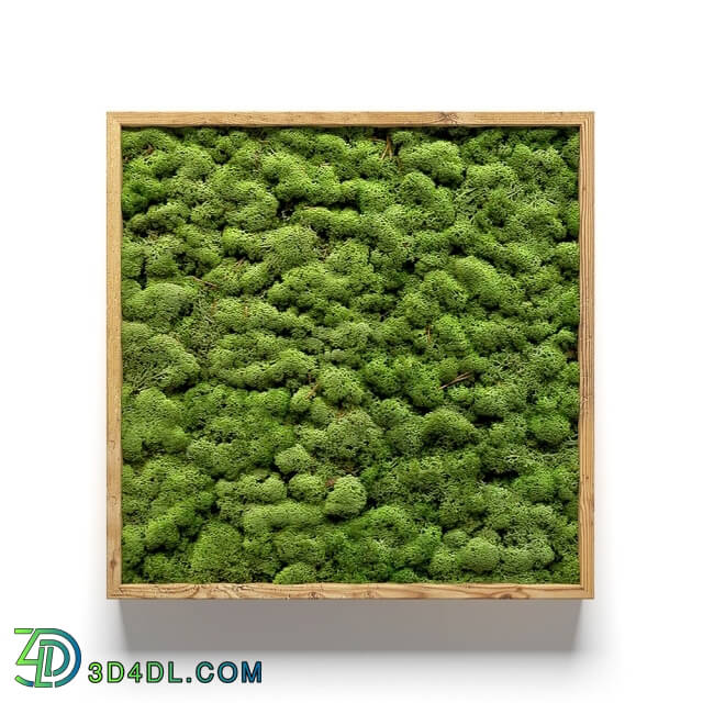 Plant - Framed moss