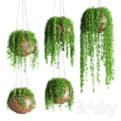 Plant - Hanging plants in pots 