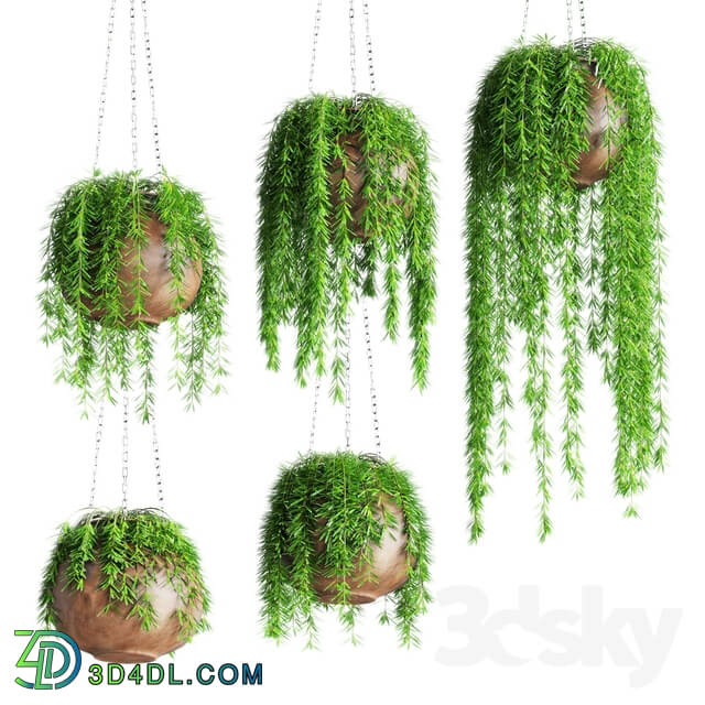 Plant - Hanging plants in pots