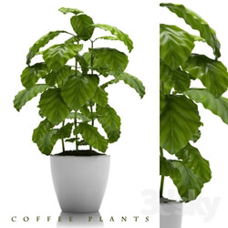Plant - COFFEE PLANTS 24 