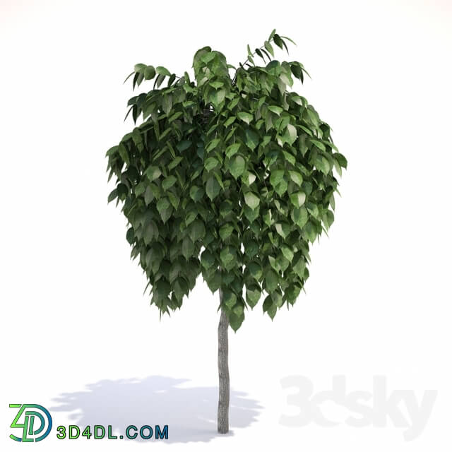 Plant - Sapling