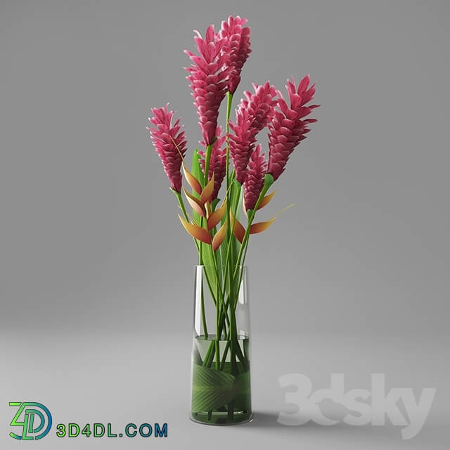 Plant - Red Ginger in Vase