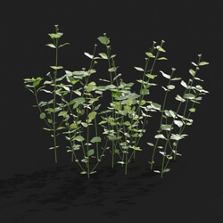 Maxtree-Plants Vol21 Stellaria media 01 01 