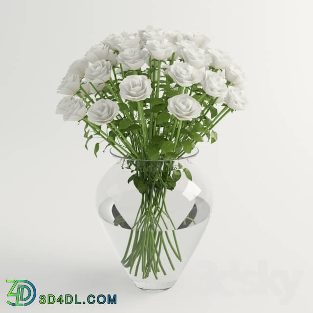 Plant - white roses - white roses