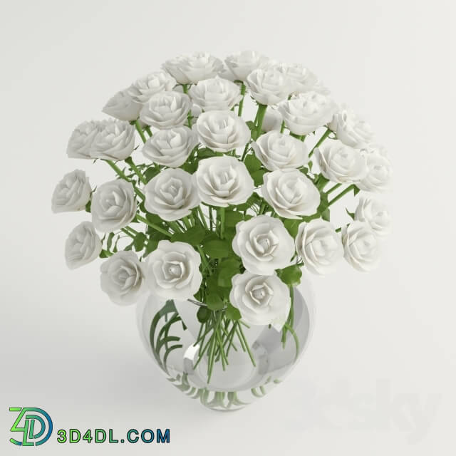 Plant - white roses - white roses