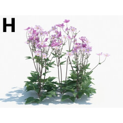 Maxtree-Plants Vol03 Anemone hupehensis 05 H 