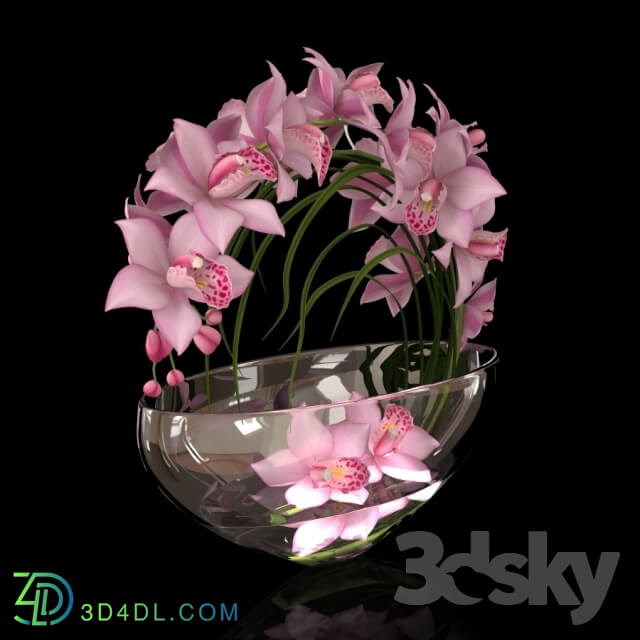 Plant - orchid