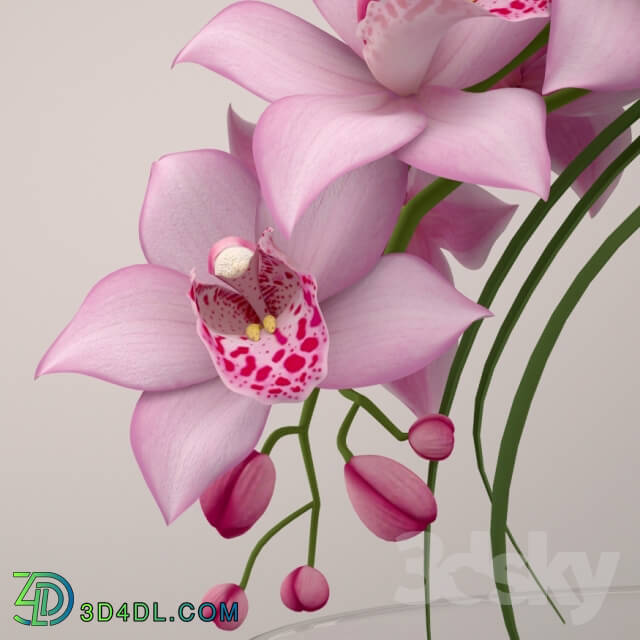 Plant - orchid