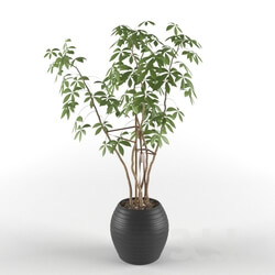 Plant - Indoor ornamental plant 