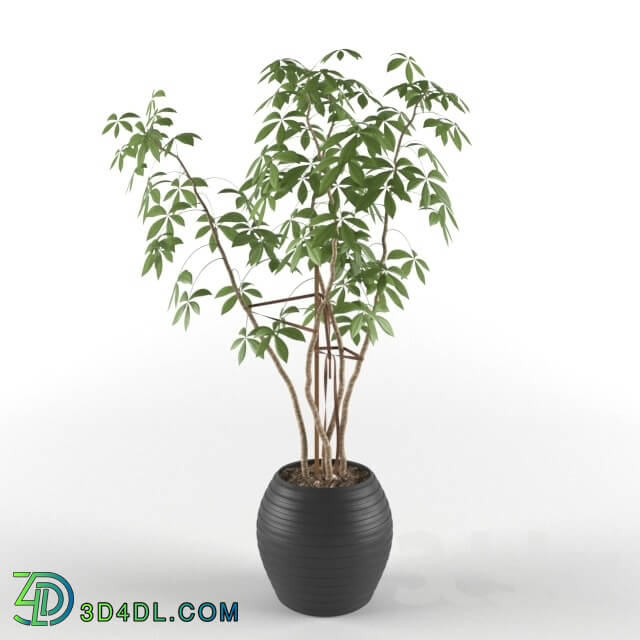 Plant - Indoor ornamental plant