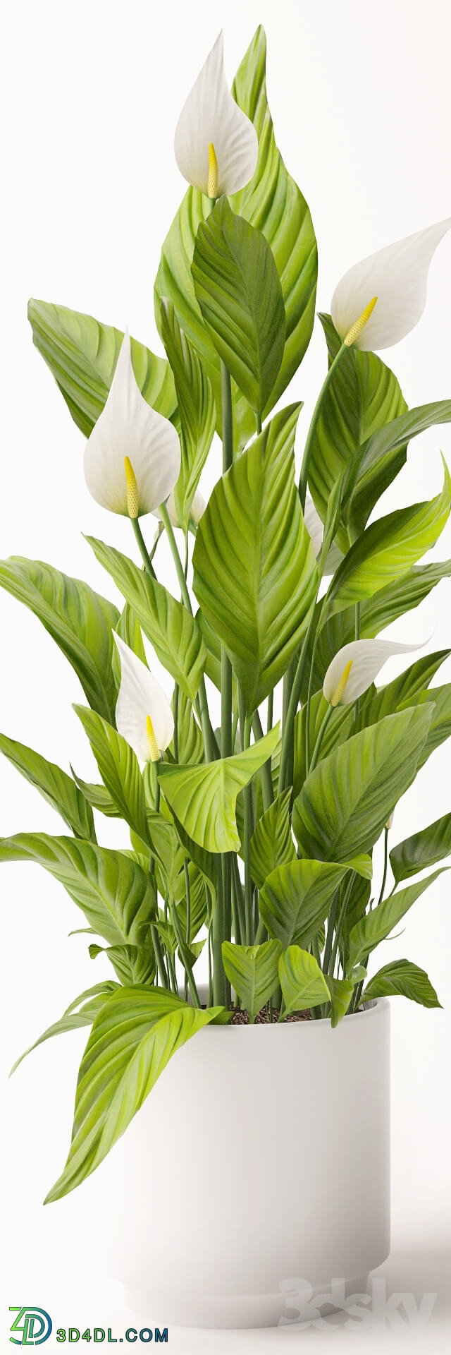 Plant - Spathiphyllum plant