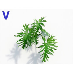 Maxtree-Plants Vol08 Philodendron Bipinnatifidum 04 