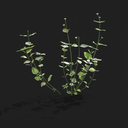 Maxtree-Plants Vol21 Stellaria media 01 03 