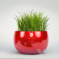 Plant - Decorative grass in pots 