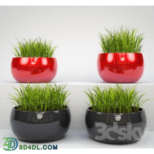 Plant - Decorative grass in pots