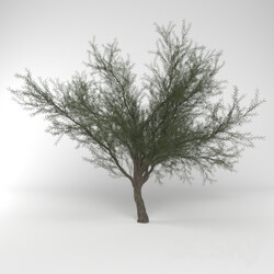 Plant - Mesquite Tree 